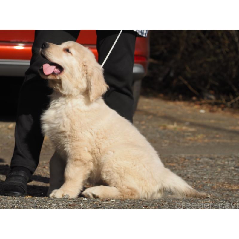 販売中の山梨県のゴールデンレトリーバー-439650の5枚目