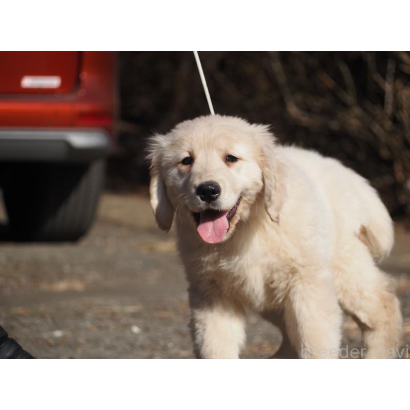 販売中の山梨県のゴールデンレトリーバー-439650の2枚目