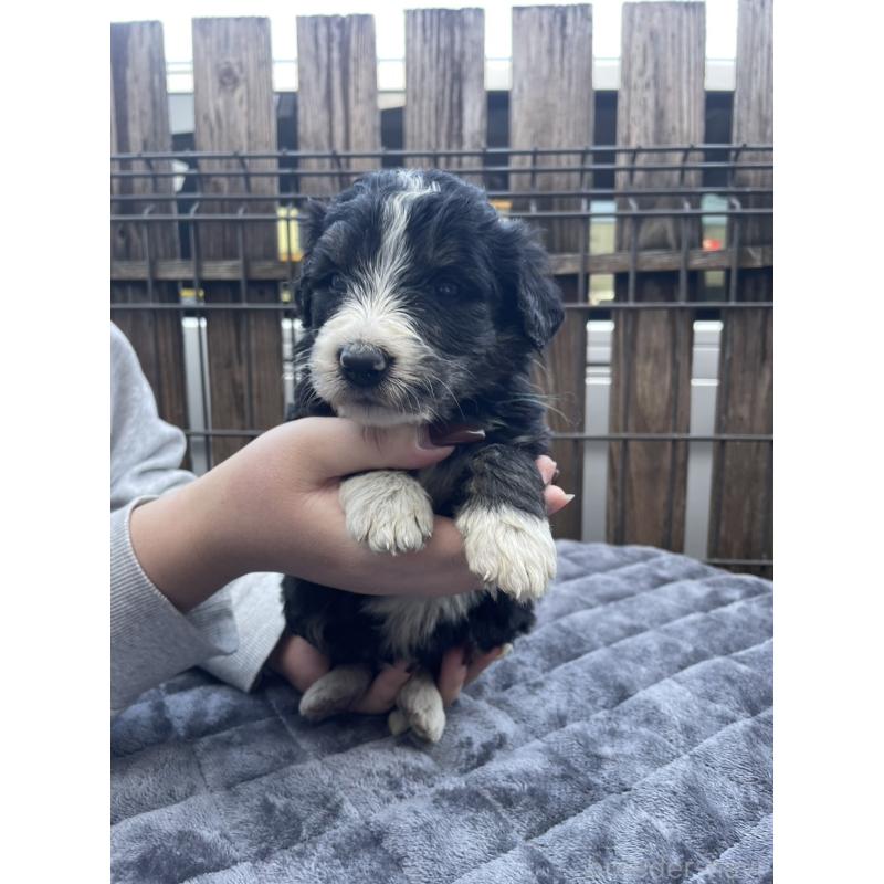 販売中の滋賀県のバーニードゥードル:バーニーズ×スタンダードプードル-443981