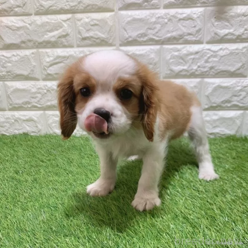 販売中の愛知県のキャバリアキングチャールズスパニエル-439926