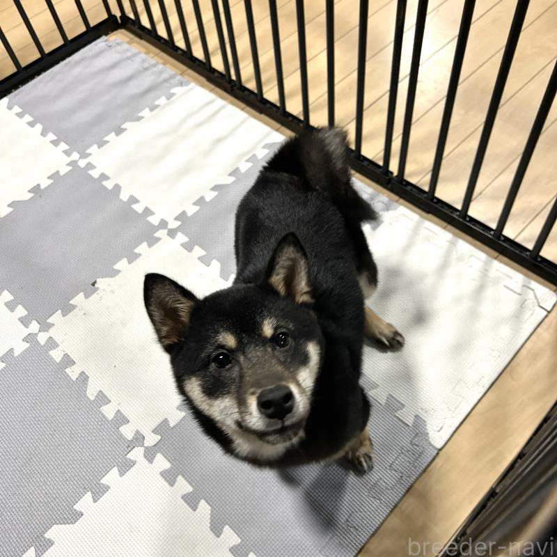 成約済の栃木県の柴犬-440828の6枚目