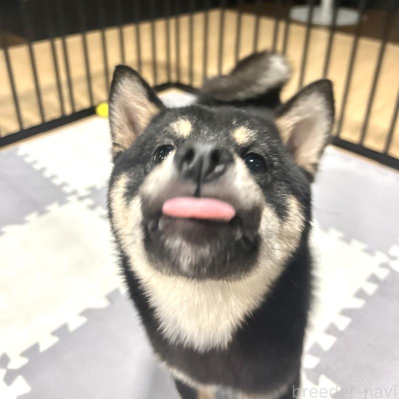 成約済の栃木県の柴犬-440828の5枚目