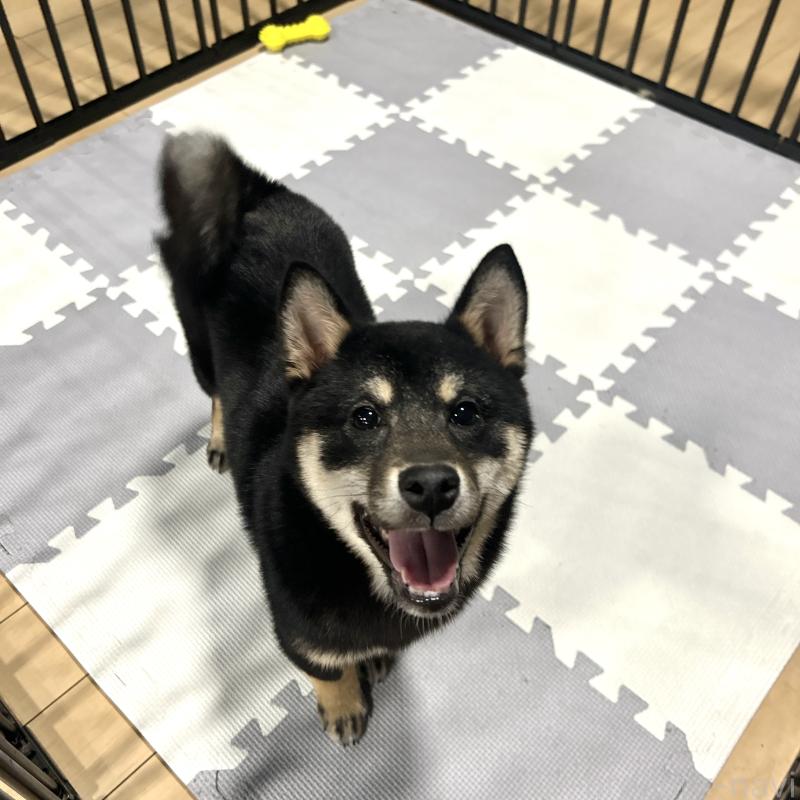 成約済の栃木県の柴犬-440828の4枚目