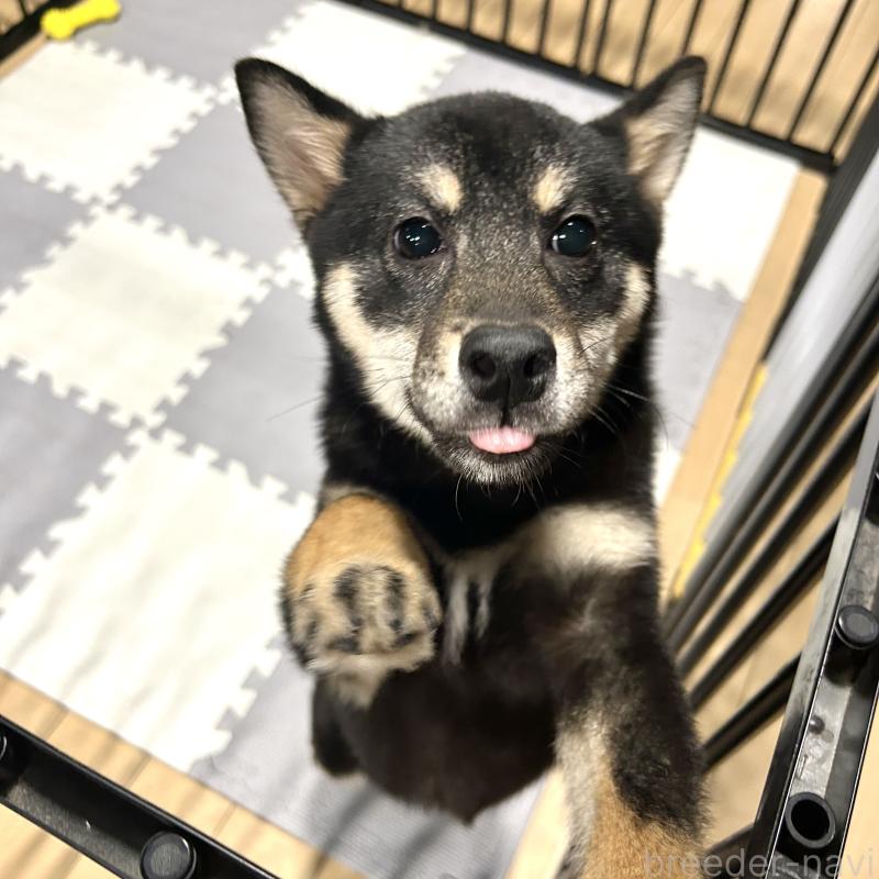 成約済の栃木県の柴犬-440828の3枚目