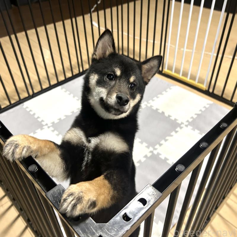 成約済の栃木県の柴犬-440828の2枚目