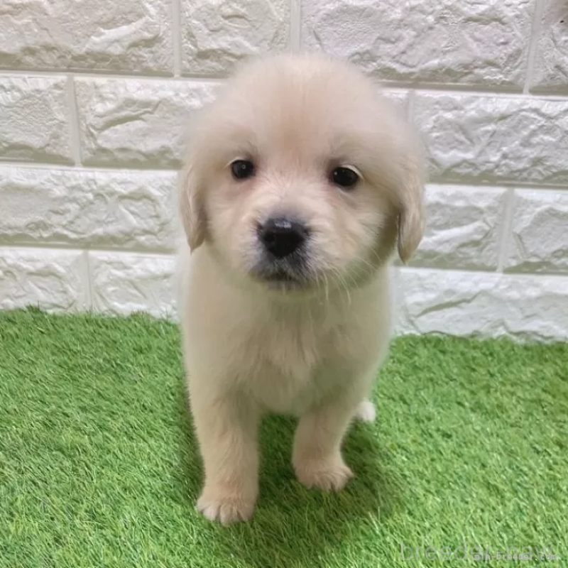 販売中の愛知県のゴールデンレトリーバー-444474