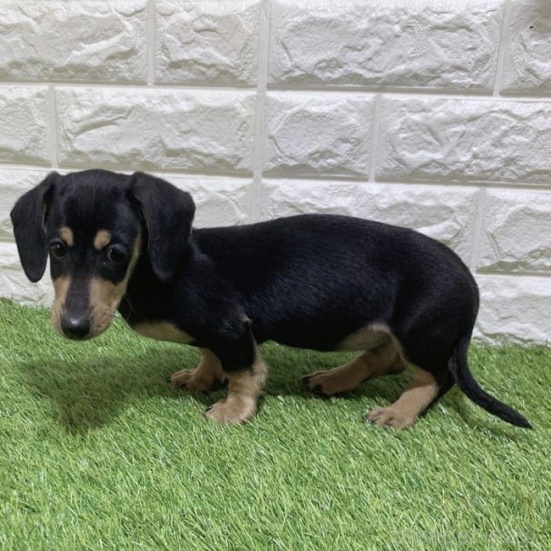 販売中の愛知県のミニチュアダックスフンド(スムースヘアード)-439786の5枚目