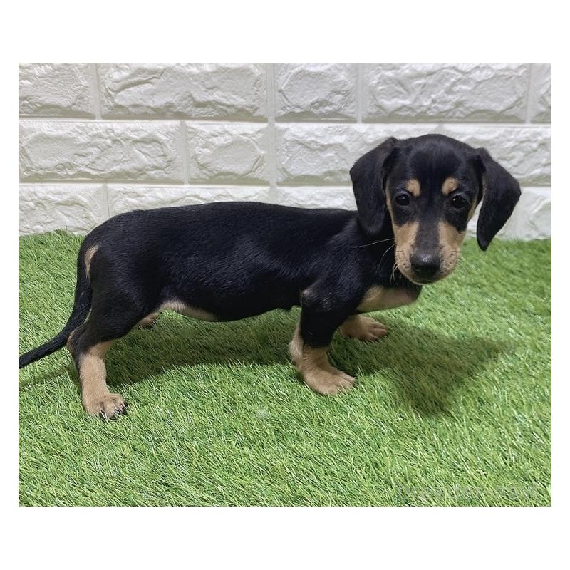 販売中の愛知県のミニチュアダックスフンド(スムースヘアード)-439786の4枚目