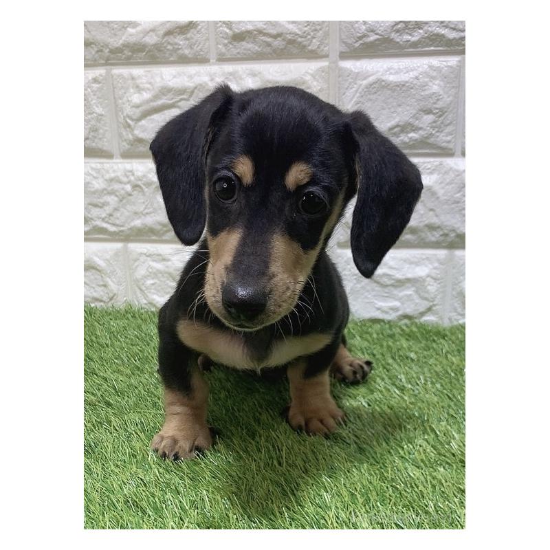 販売中の愛知県のミニチュアダックスフンド(スムースヘアード)-439786の3枚目