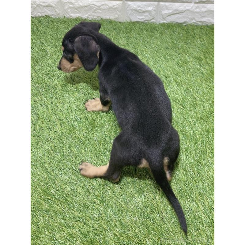 販売中の愛知県のミニチュアダックスフンド(スムースヘアード)-439786の2枚目