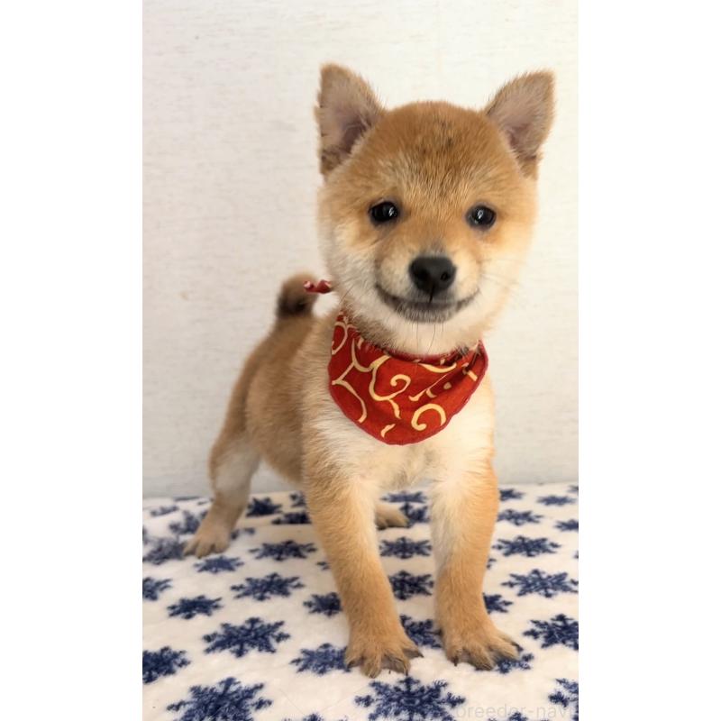 販売中の茨城県の豆柴-434266の5枚目