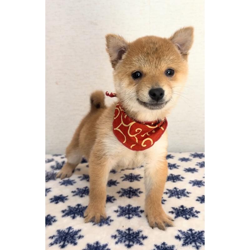 販売中の茨城県の豆柴-434266の4枚目