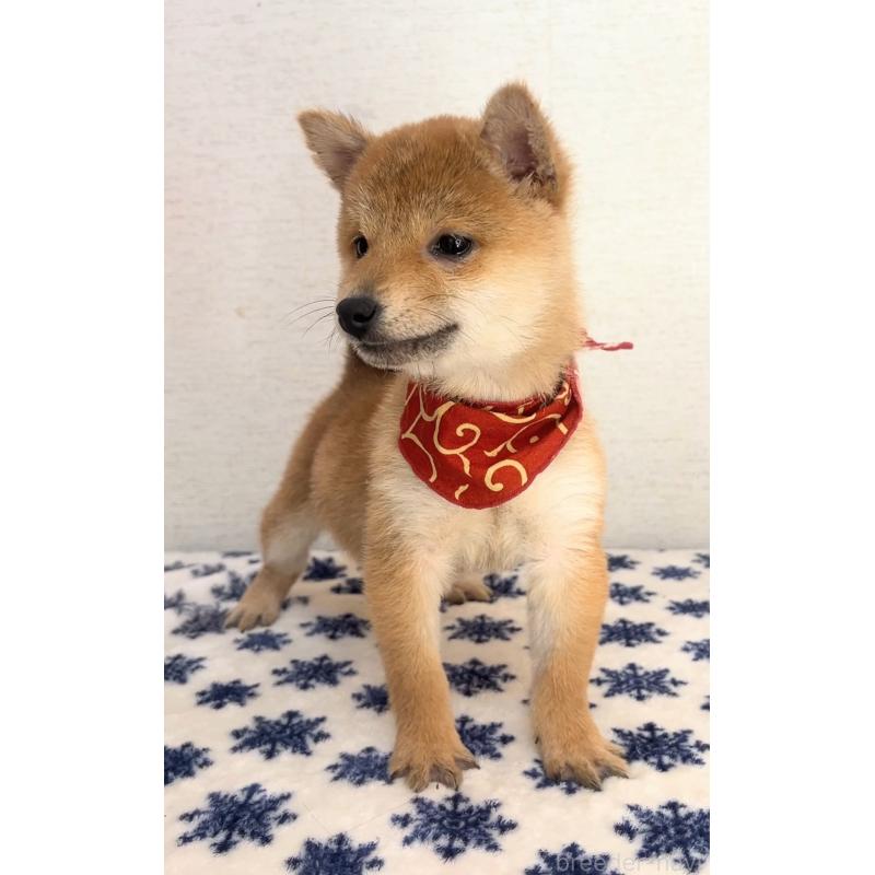 販売中の茨城県の豆柴-434266の3枚目