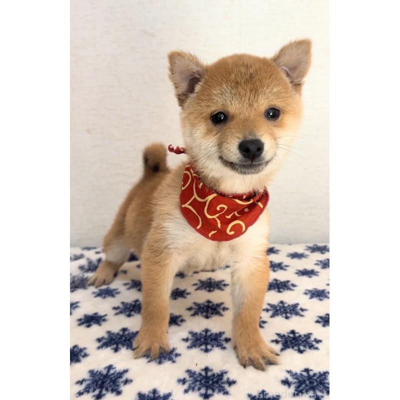 販売中の茨城県の豆柴-434266の2枚目