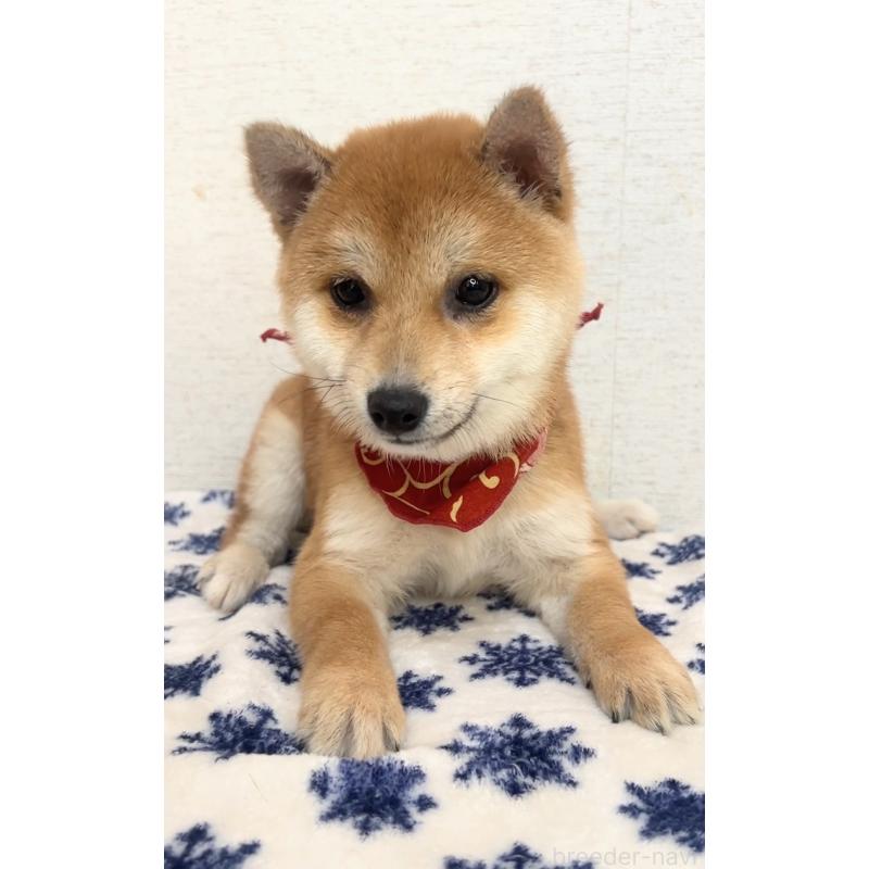 販売中の茨城県の豆柴-448065の5枚目