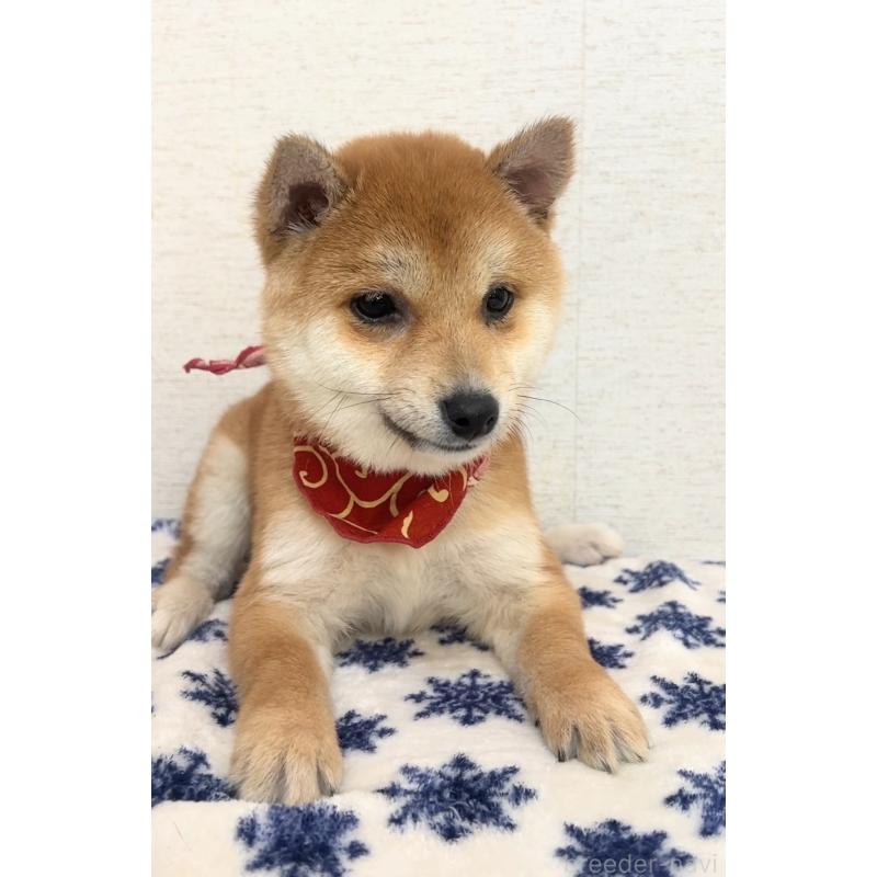 販売中の茨城県の豆柴-448065の4枚目