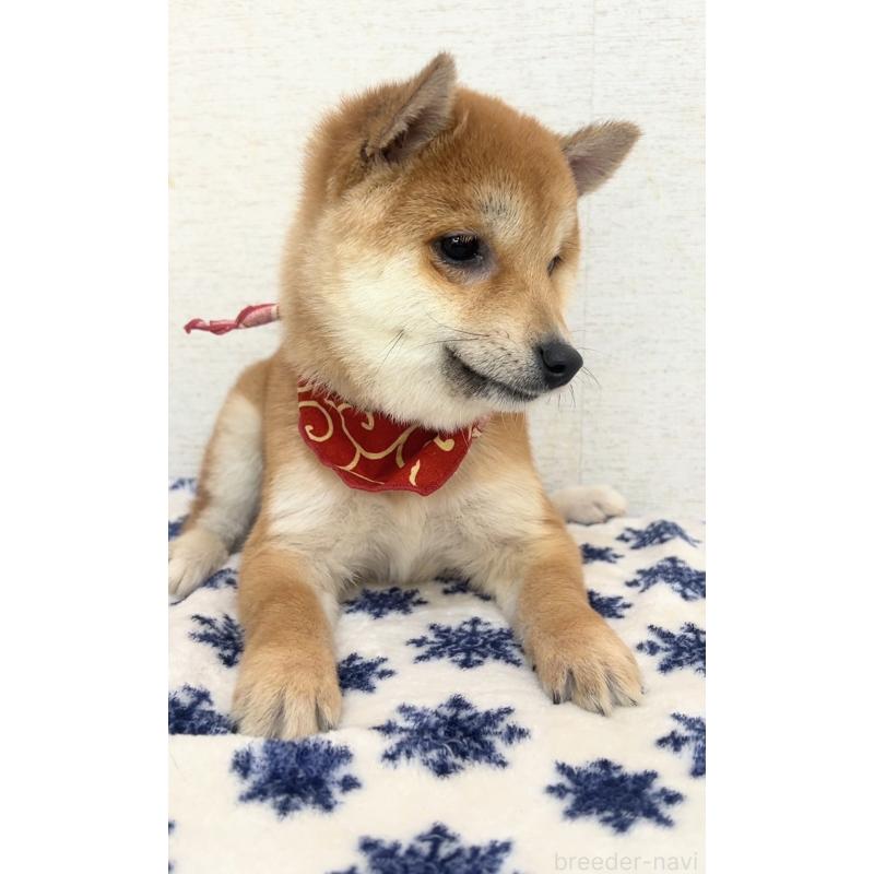 販売中の茨城県の豆柴-448065の2枚目