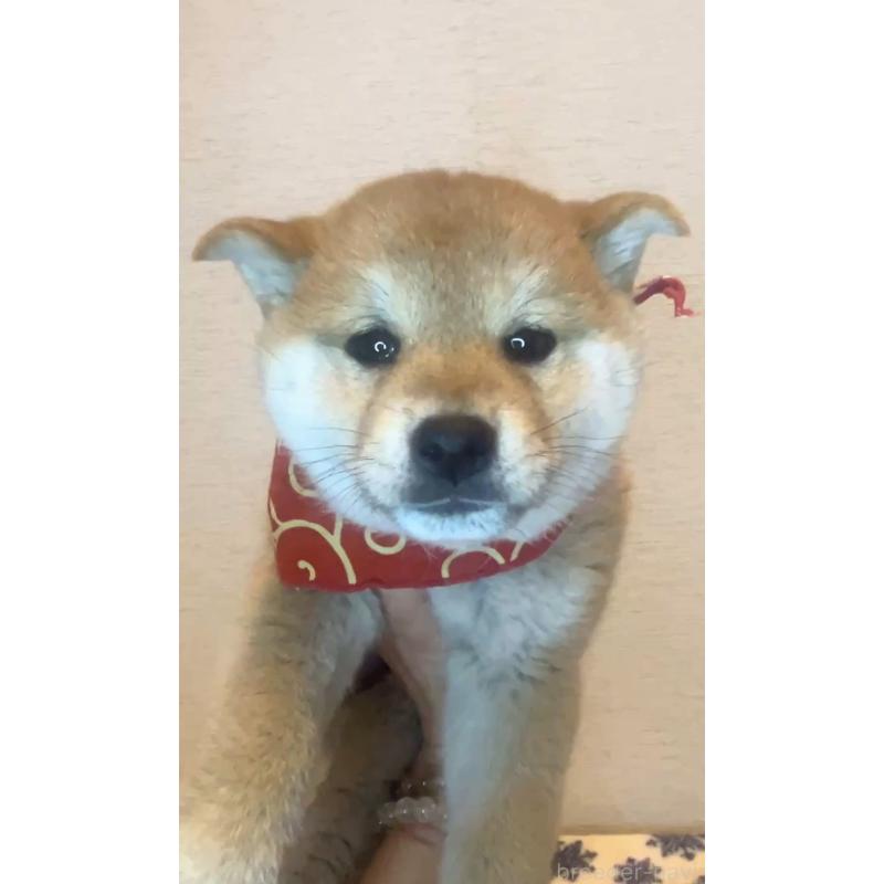 販売中の茨城県の柴犬-448066の5枚目