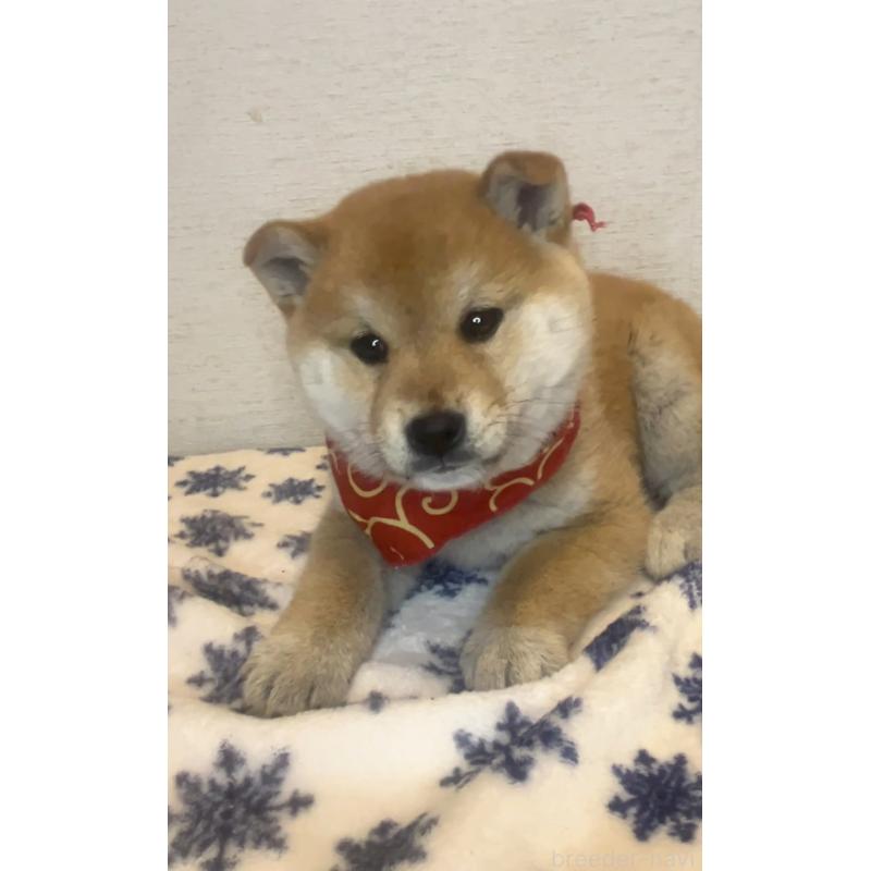 販売中の茨城県の柴犬-448066の4枚目