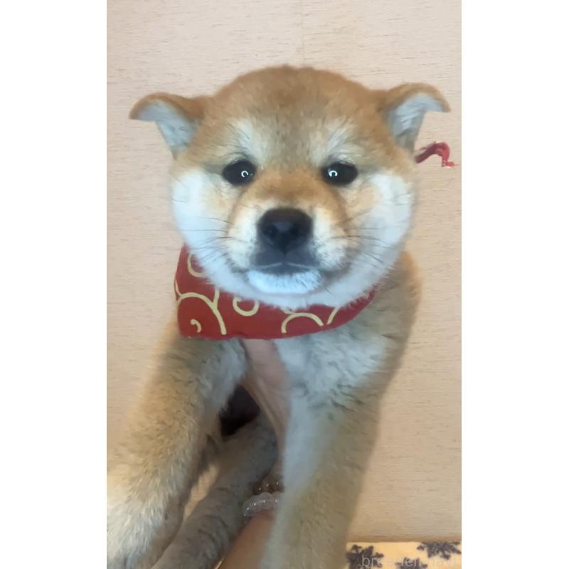 販売中の茨城県の柴犬-448066の3枚目