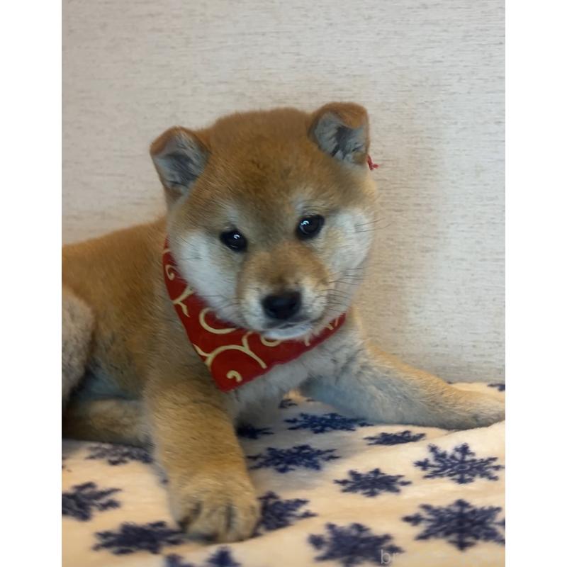 販売中の茨城県の柴犬-448066の2枚目