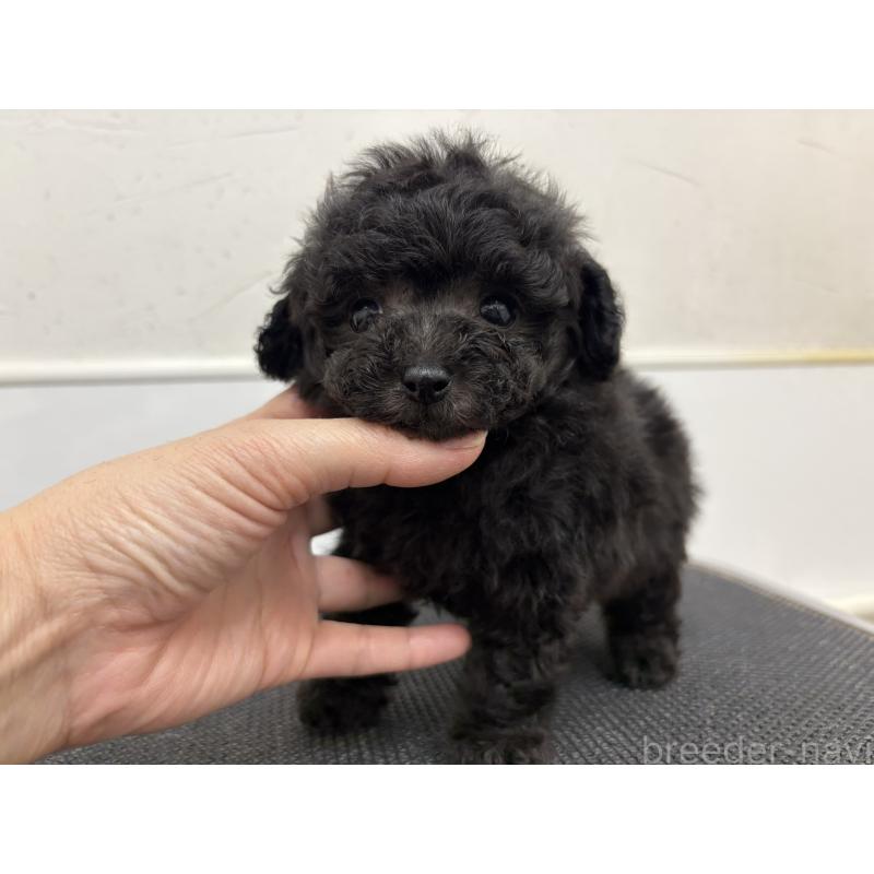 販売中の広島県のティーカッププードル-448068の5枚目