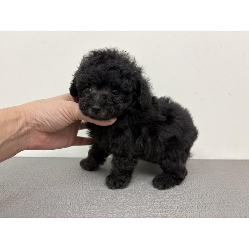 販売中の広島県のティーカッププードル-448068の3枚目