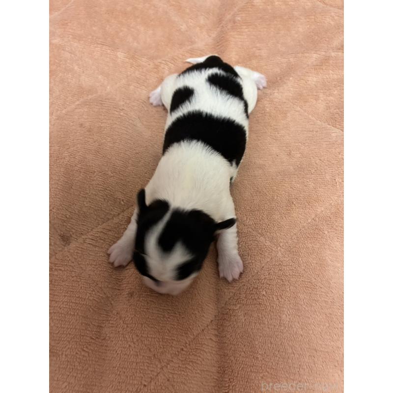 販売中の愛媛県のチワワ(ロングコート)-448070の4枚目