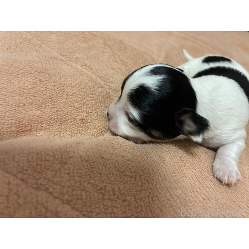 販売中の愛媛県のチワワ(ロングコート)-448070の3枚目