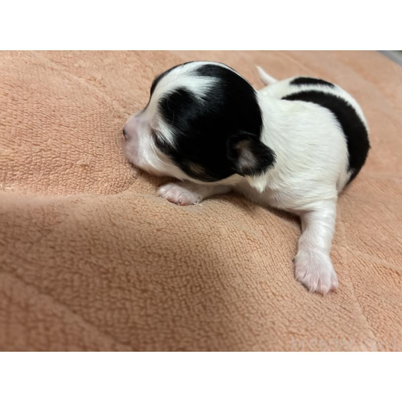 販売中の愛媛県のチワワ(ロングコート)-448070の2枚目