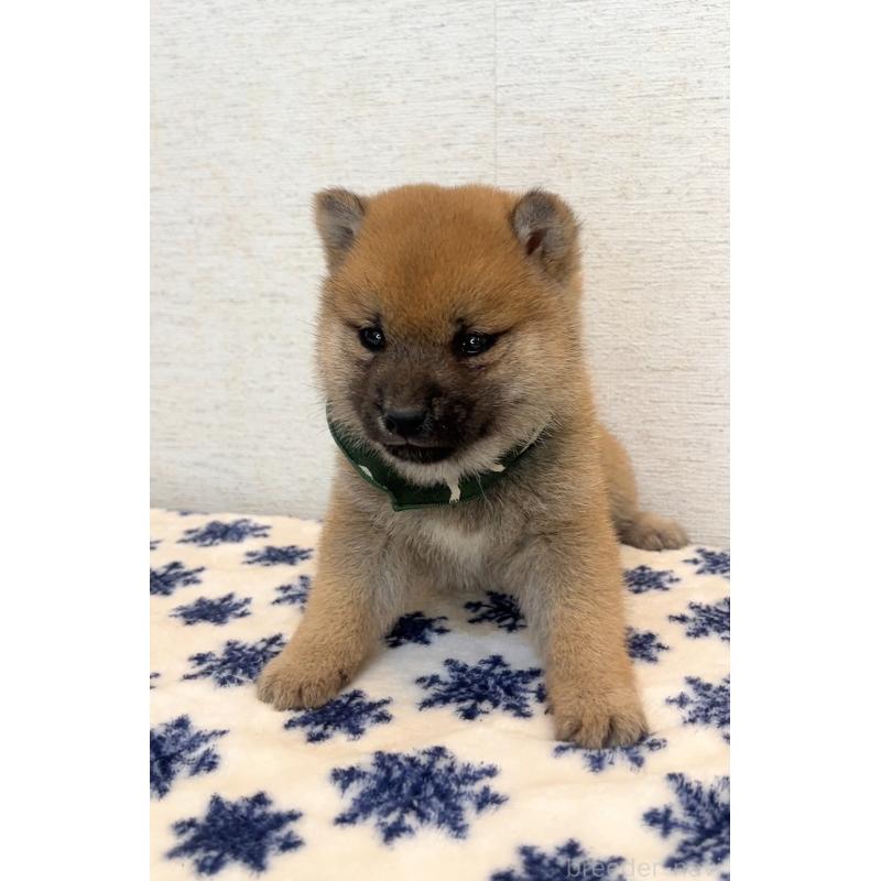 販売中の茨城県の豆柴-448071の5枚目