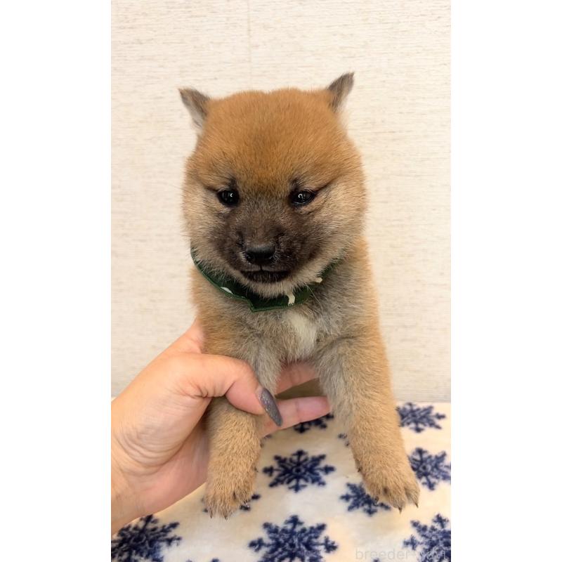 販売中の茨城県の豆柴-448071の3枚目