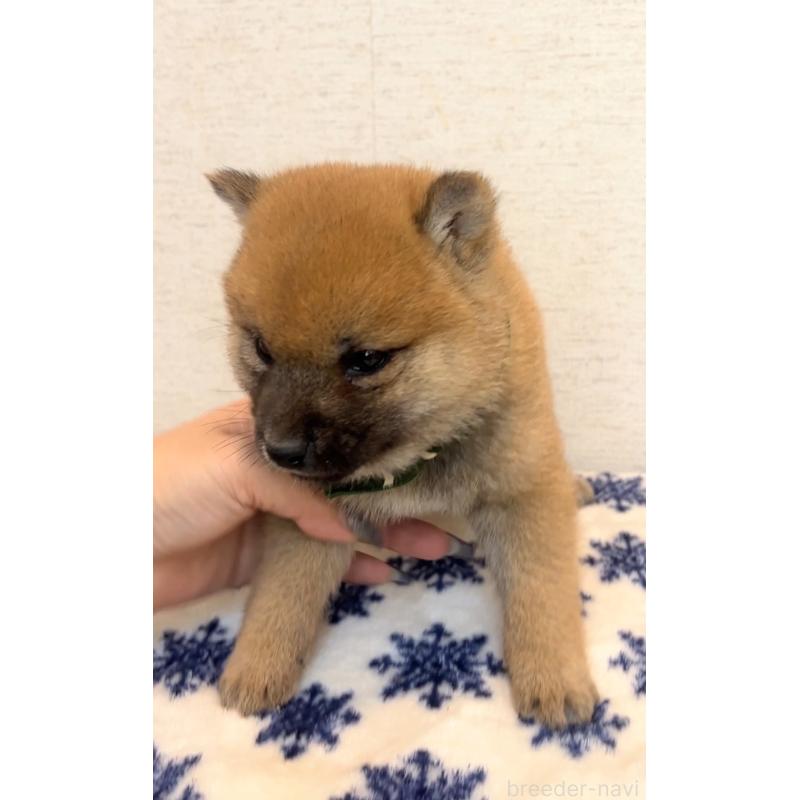 販売中の茨城県の豆柴-448071の2枚目