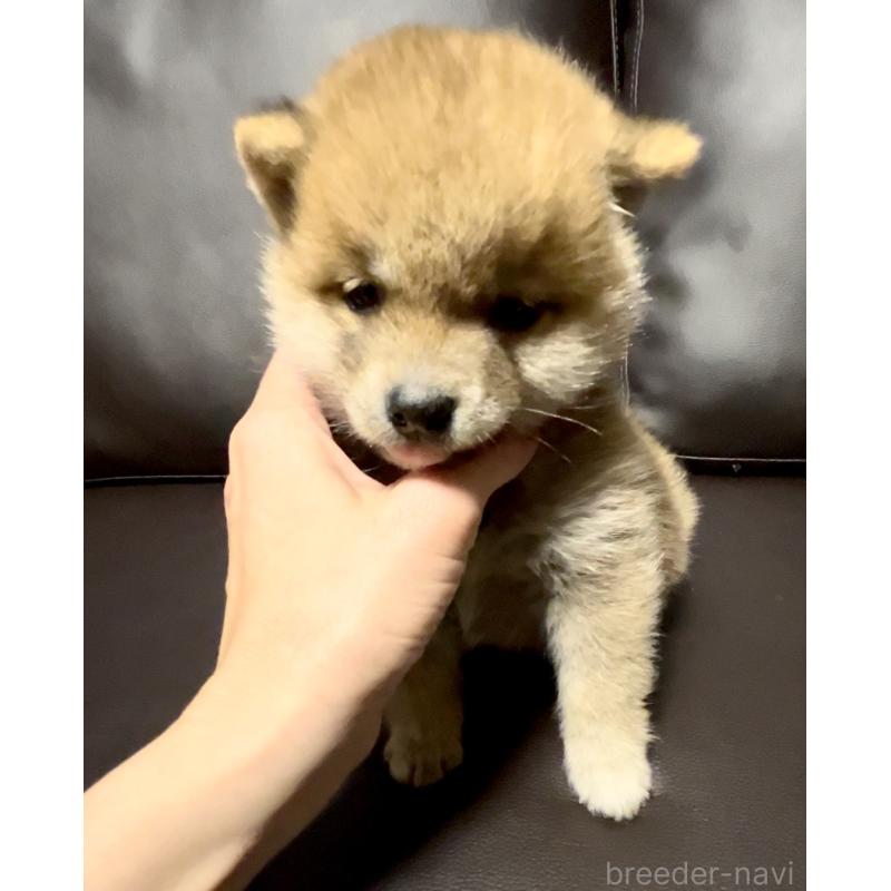 販売中の奈良県の豆柴-448072の9枚目