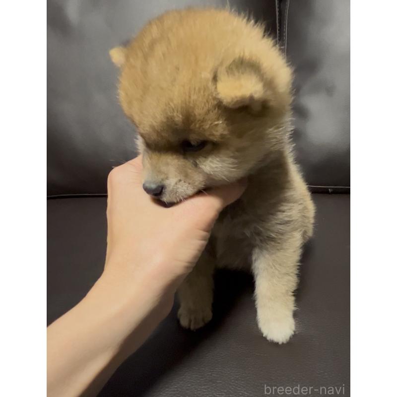 販売中の奈良県の豆柴-448072の8枚目