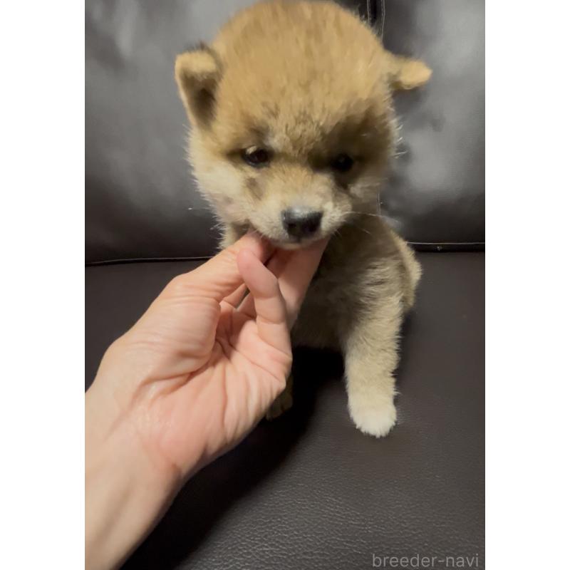 販売中の奈良県の豆柴-448072の7枚目