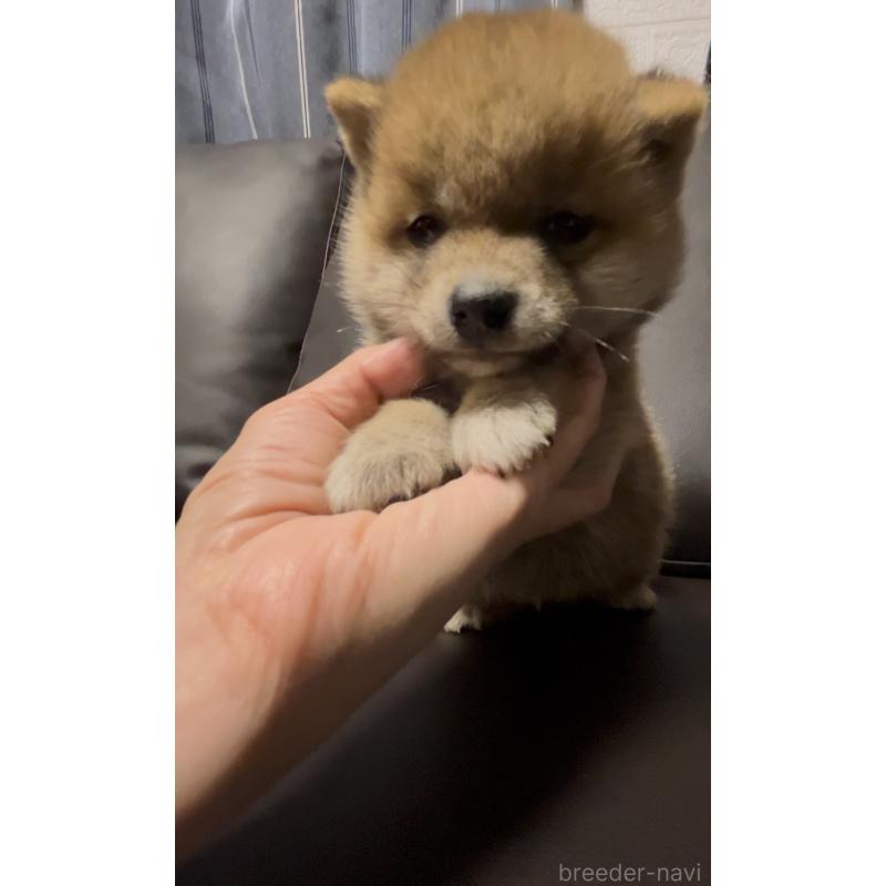 販売中の奈良県の豆柴-448072の6枚目