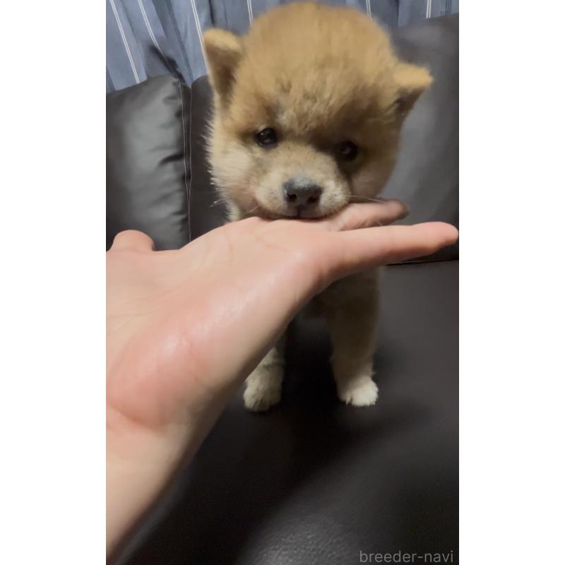 販売中の奈良県の豆柴-448072