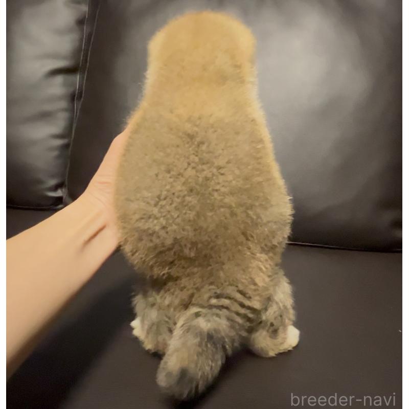 販売中の奈良県の豆柴-448072の5枚目