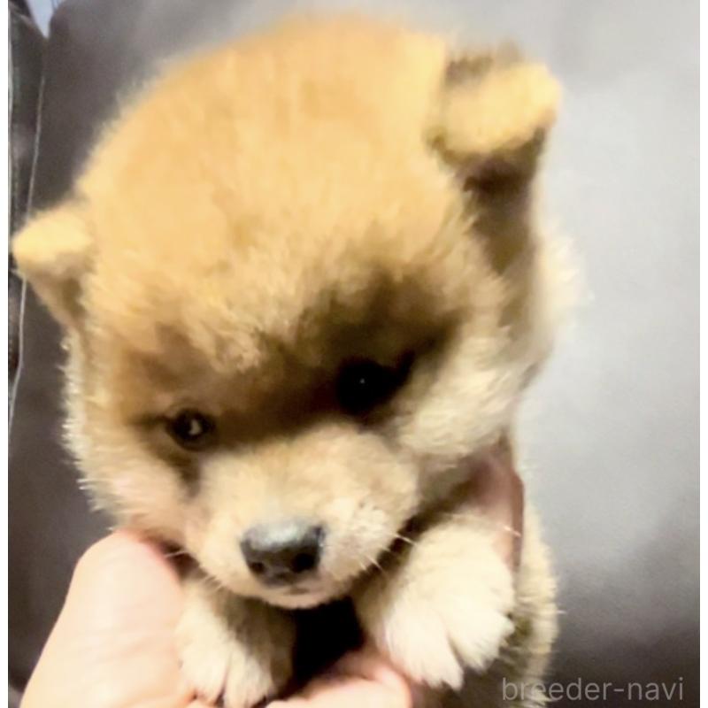 販売中の奈良県の豆柴-448072の3枚目