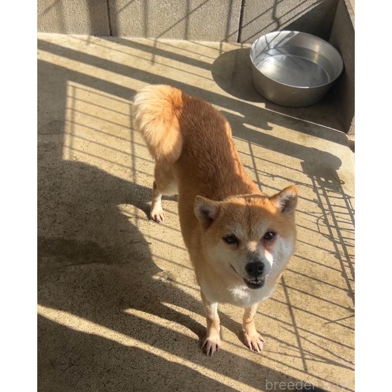 なめこちゃん1枚目