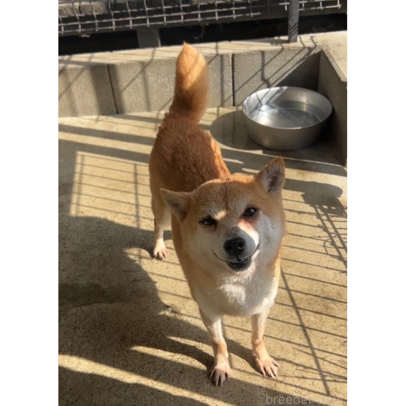 なめこちゃん1枚目