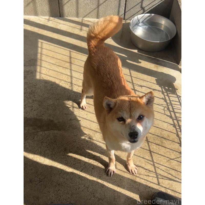 なめこちゃん1枚目