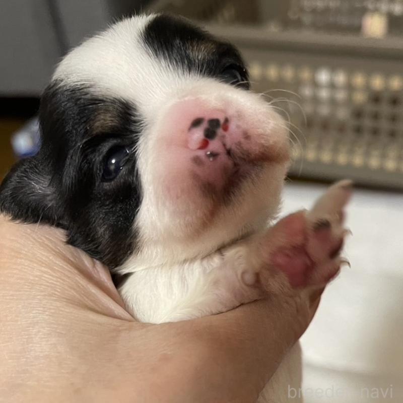 販売中の愛媛県のチワワ(ロングコート)-448074の5枚目