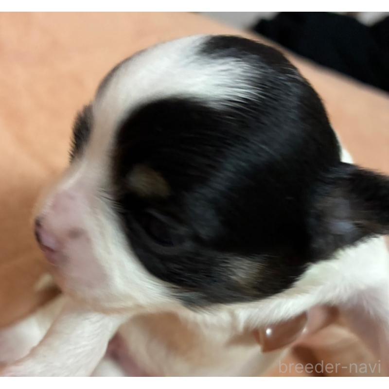 販売中の愛媛県のチワワ(ロングコート)-448074の4枚目