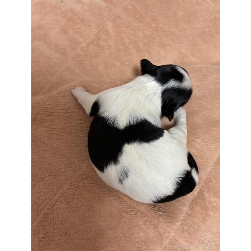 販売中の愛媛県のチワワ(ロングコート)-448074の3枚目