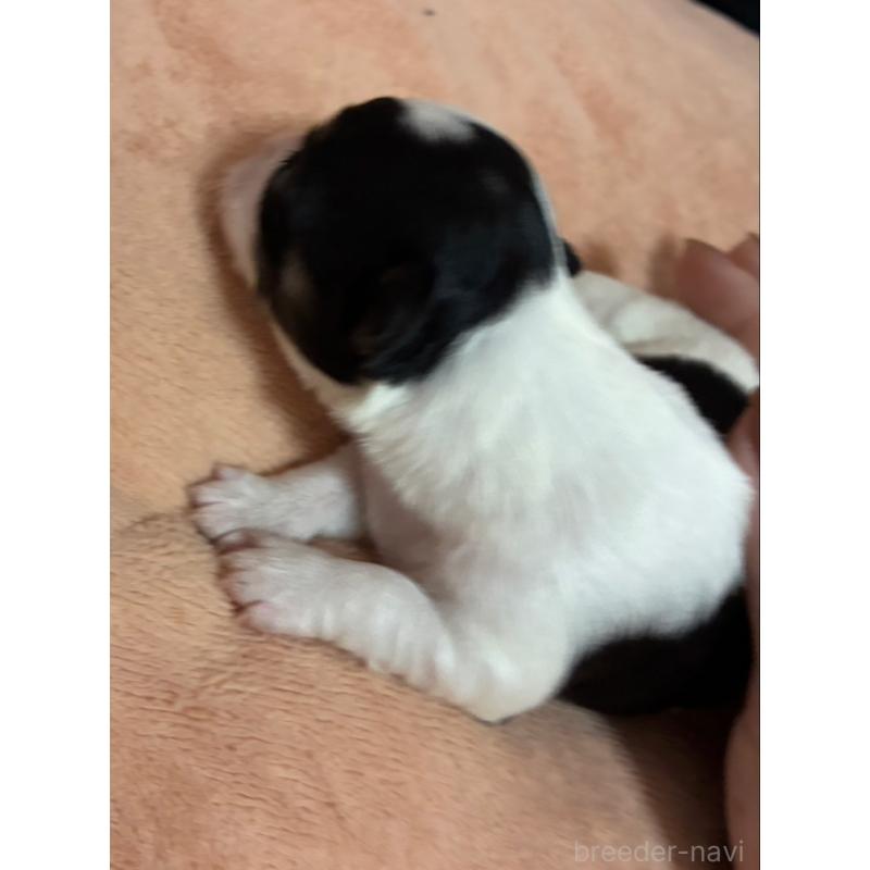 販売中の愛媛県のチワワ(ロングコート)-448074の2枚目