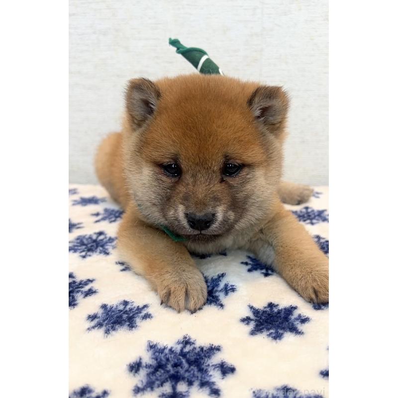 販売中の茨城県の豆柴-448073の5枚目