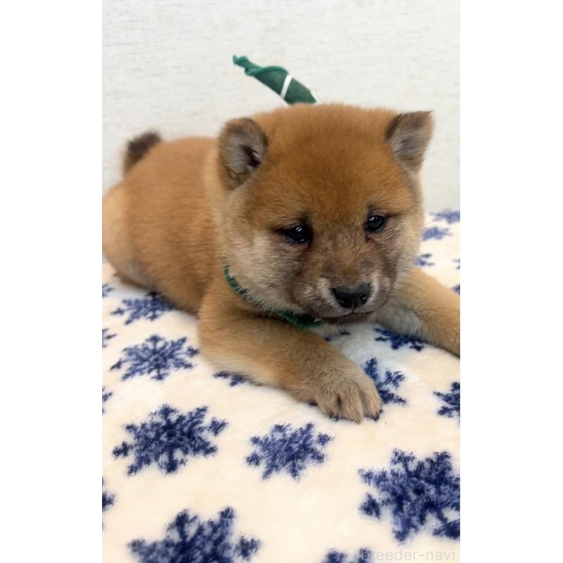 販売中の茨城県の豆柴-448073の4枚目