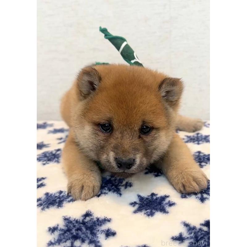 販売中の茨城県の豆柴-448073の3枚目